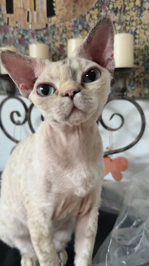 Devon Rex Katze mit Bulldog-Face