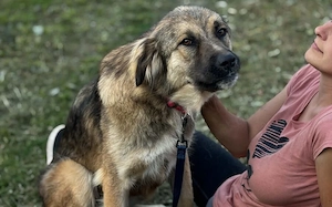 Freundliche und soziale Agatha sucht Zuhause
