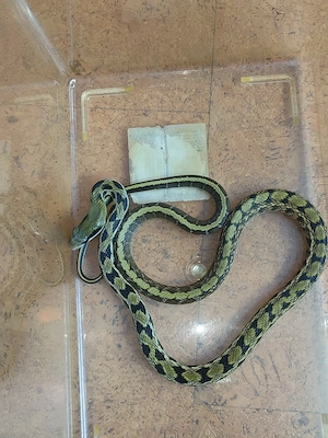 Verkaufe Orthriophis taeniurus friesei - Taiwan Schönnatter
