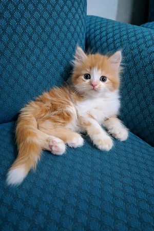 Kastrierte Maine-Coon-Kätzchen