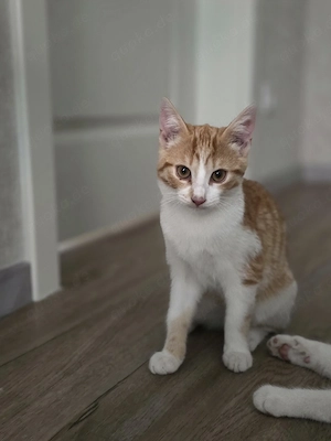 damen kitten