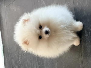 Tiny Girl   zauberhaftes Pomeranian- Zwergspitz-Mädchen sucht liebevolles Zuhause 