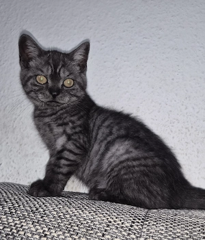 BkH Mädchen 