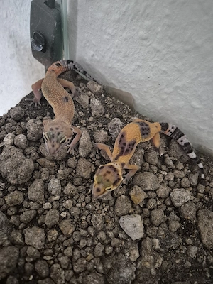 leopardgecko auf weiblich 