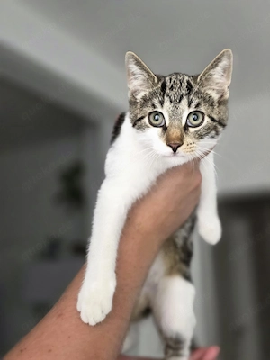boy kitten 