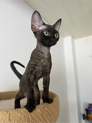 Devon Rex Kitten mit Stammbaum nur noch 1 weibchen verfügbar 