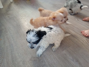Hundewelpen zu verkaufen 