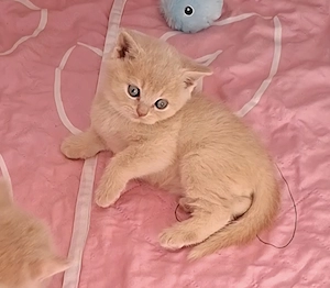 BKH Kitten,Britisch Kurzhaar,Kater,Creme ,Fawn,Lilac