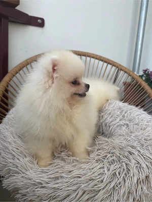 pomeranian