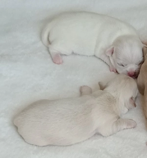 Chihuahua Welpen 