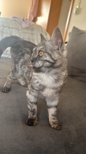 BKH Perser mix katze