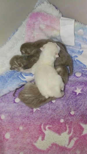 BKH Kitten, Britisch Kurzhaar ,Lilac Point,Lilac