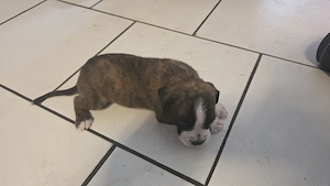  Reinrassige Boxerwelpen   Wurf vom 18.07.2026   Abgabe ab Mitte September  Bild 6