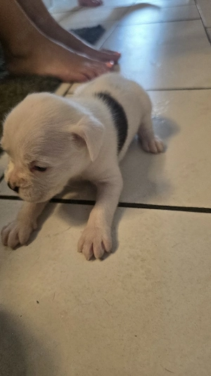  Reinrassige Boxerwelpen   Wurf vom 18.07.2026   Abgabe ab Mitte September  Bild 5