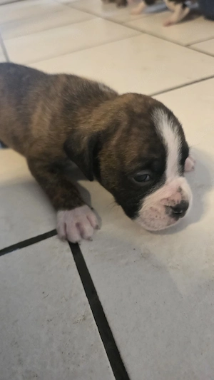  Reinrassige Boxerwelpen   Wurf vom 18.07.2026   Abgabe ab Mitte September  Bild 7