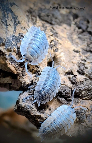  Porcellio spatulatus coros Asseln 