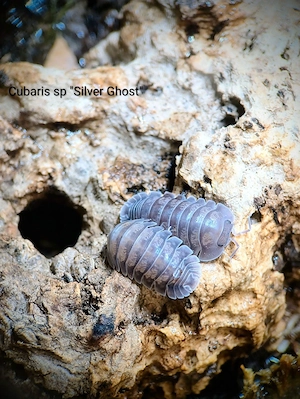  Nesodillo arcangeli "Silver Ghost" Asseln 