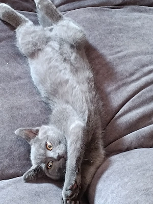 Britisch kurzhaarige Kitten in Farbe Blau, sucht nneue Familie. Voll gesund und schön.Mänlich