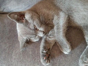 Britisch kurzhaarige Kitten in Farbe Blau, sucht nneue Familie. Voll gesund und schön.Mänlich