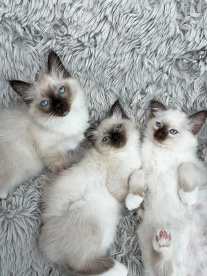 Heilige Birma Kitten 