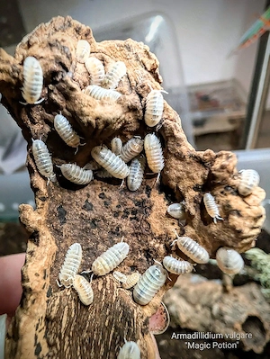  Armadillidium vulgare "Magic Potion" Asseln 