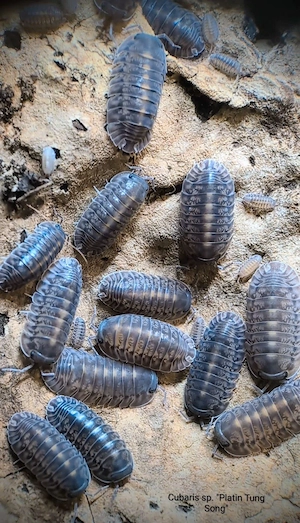  Cubaris sp. "Platin Tung Song" Asseln 