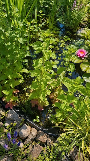  Teichpflanze Wasserminze 