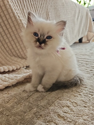 Heilige Birma Kitten, Katzenbabys