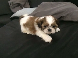 Shih Tzu Welpen