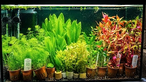 Easy Aquariumpflanzen 40x Töpfe gemischt  Bild 2