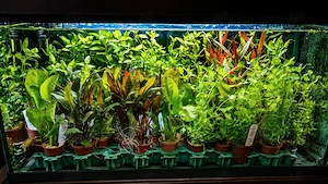  Easy Aquariumpflanzen 40x Töpfe gemischt  Bild 3