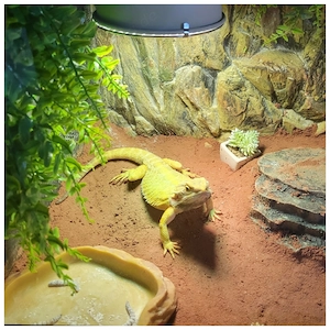 Bartagame mit oder ohne Unterschrank 