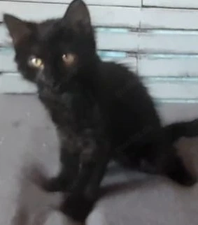 Kater schwarz Maine Coon Norweger Kitten Schwarz Kater 