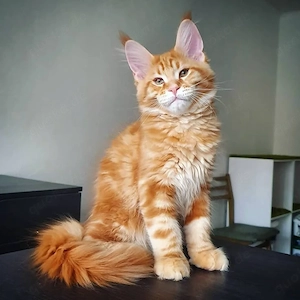 Zwei kleine Maine-Coon-Kätzchen, ein Männchen und ein Weibchen