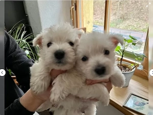 Wunderschöne Westiewelpen