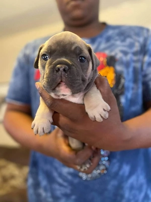 Entzückender grau-weißer Welpe (American-Bully-Typ) – sucht ein liebevolles Zuhause