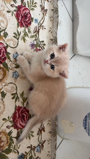 BKH katze sucht ein neues Hause ab 12 wochen 