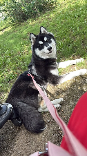 Huskey Hündin geimpft, gechipt 