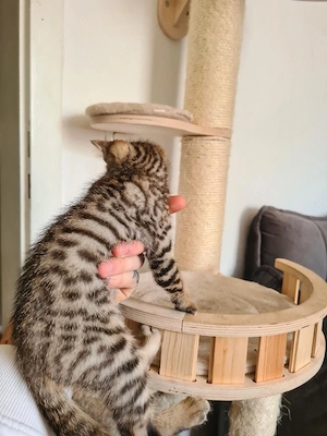 bengal mix kitten 