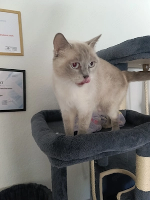 BKH   Katzen  Bild 3