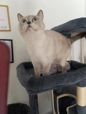 BKH   Katzen  Bild 2
