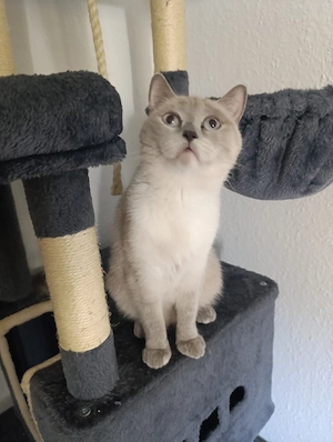 BKH Katze sucht liebevolles Zuhause