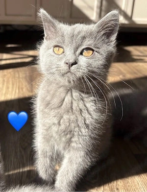 BKH Kitten, Junge und Mädchen suchen absofort ein Zuhause