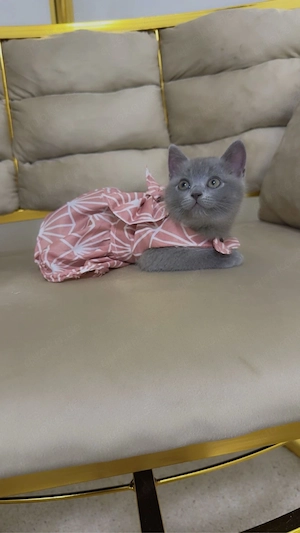 Liebevolle BKH ,baby Katze sucht ein neues Zuhause 
