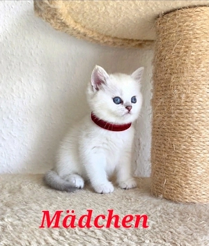 BKH kitten mit Stammbaum 
