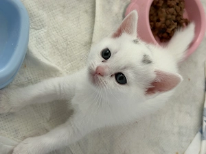 Süße Kitten suchen ein liebevolles Zuhause  Bild 1