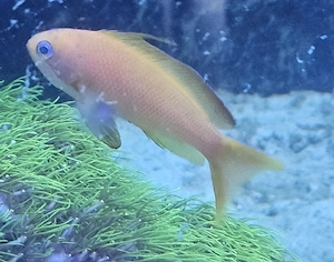 Meerwasser Fische