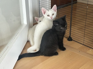 Süße Kitten suchen ein liebevolles Zuhause  Bild 3