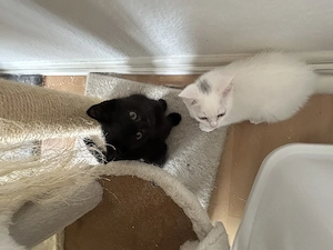Süße Kitten suchen ein liebevolles Zuhause  Bild 2