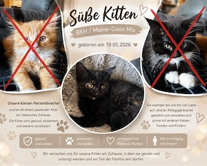    Wunderschöne BKH- Maine-Coon-Kitten suchen ein liebevolles Zuhause    